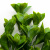 Трава искусственная -1, шт (эвкалипт лист 32 см/8 см)				 - купить в Керчи. Цена: 169.93 руб.